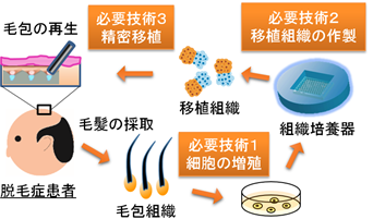 図：毛髪再生医療のコンセプト図