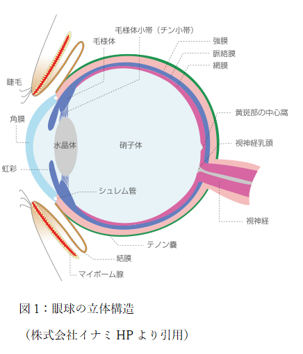 図1：眼球の立体構造